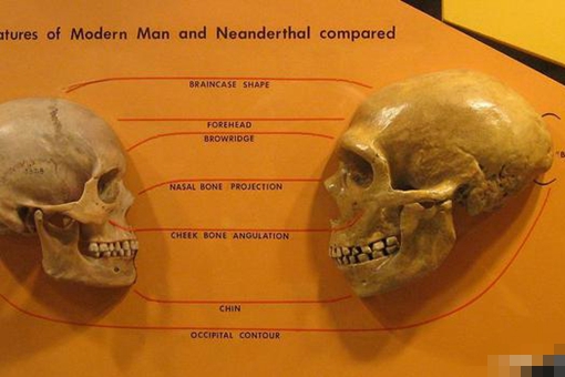 尼安德特人为何会灭绝?这和他们的大脑结构有关吗?