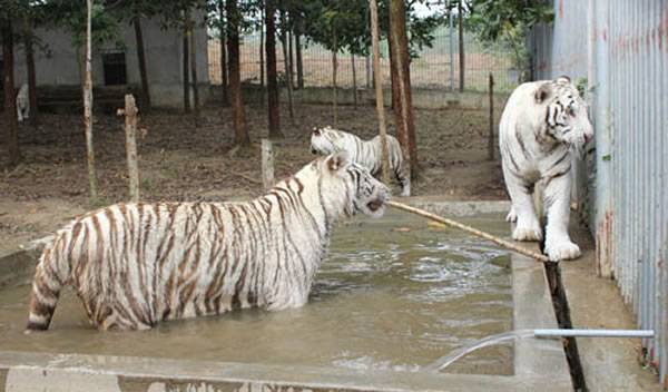 越南女子动物园看白虎越过护栏 醒来时左手不见了
