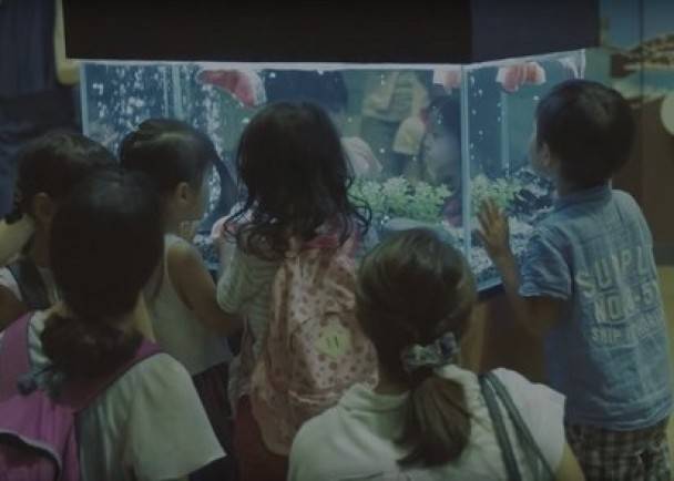 日本水族馆新鲜三文鱼“鱼生”竟然会游泳？