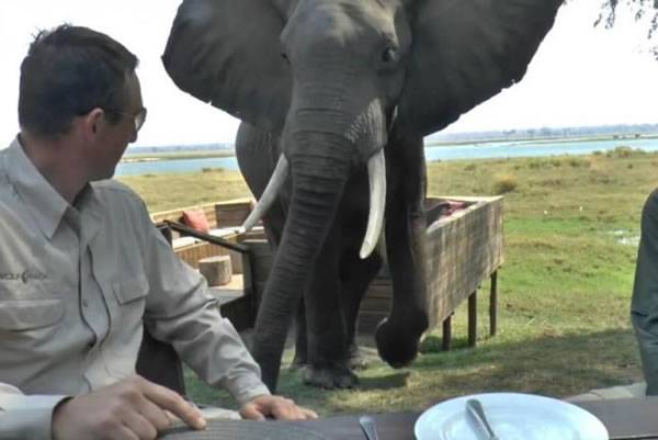 津巴布韦马纳潭国家公园与家人享受野餐的两名男子突然遭到大象袭击