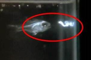 喷火鱼喷火视频曝光，喷火鱼喷的不是火而是一种荧光液体