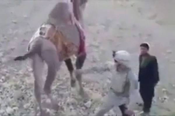 驻阿富汗美国士兵挑衅骆驼惨被踢倒