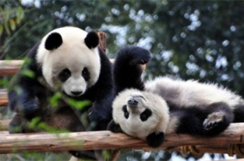 大熊猫交配有多难