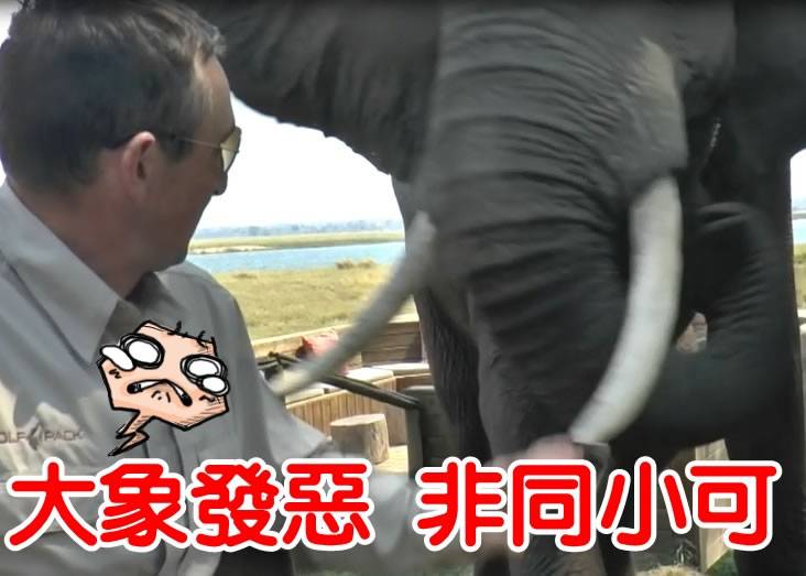津巴布韦野生动物公园大象发飙推开坐在野餐桌的男子