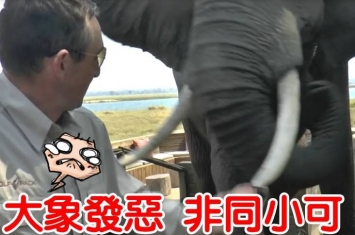 津巴布韦野生动物公园大象发飙推开坐在野餐桌的男子