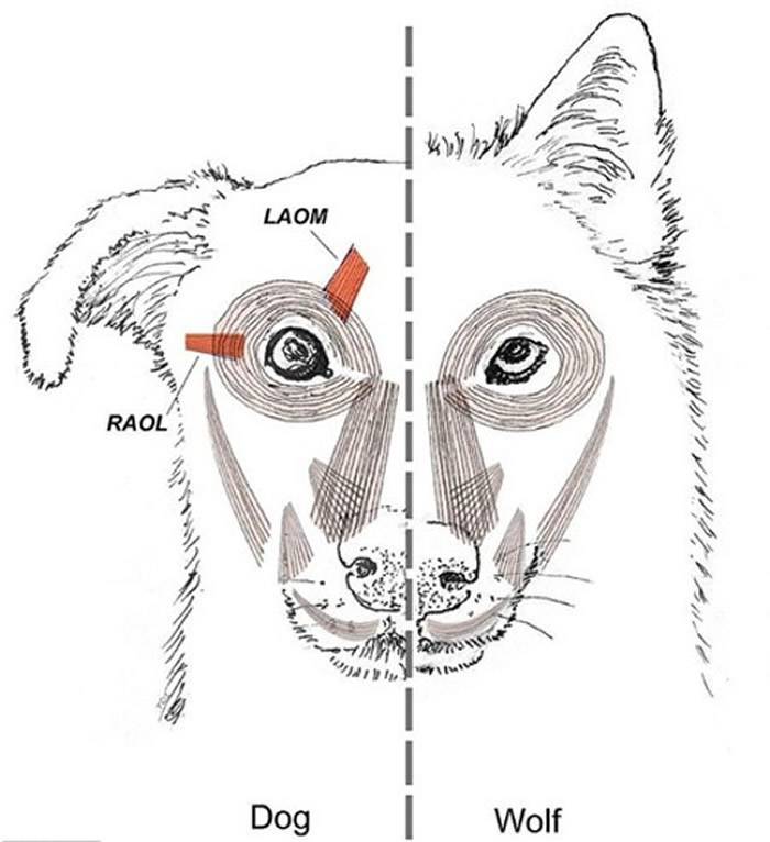 新研究指狗在3.3万年前被人类驯化后进化出眉心肌肉 以获得人类的关注