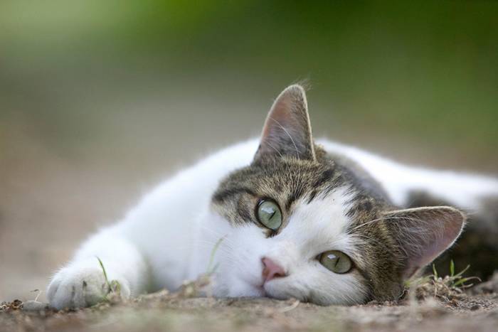 揭秘猫的喜好厌恶：为什么不喜欢被摸肚子？