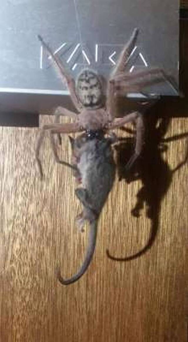 澳洲费尔德山国家公园旅馆一只猎人蛛（亨斯迈蜘蛛）猎食东部侏儒负鼠