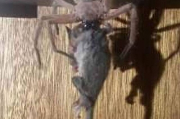 澳洲费尔德山国家公园旅馆一只猎人蛛（亨斯迈蜘蛛）猎食东部侏儒负鼠