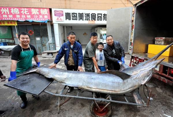 山东青岛渔民在黄海捕获超级大箭鱼 重达619斤