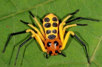 云南西双版纳热带植物园发现新品种蜘蛛——先导板蟹蛛（Platythomisus xiandao）