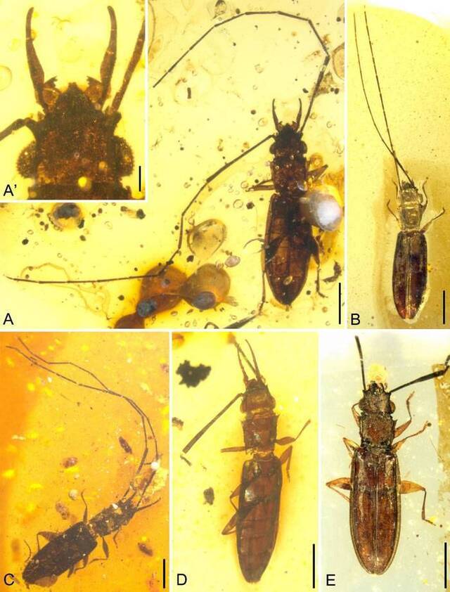 缅甸琥珀揭示扁甲类甲虫雌雄异型的早期演化
