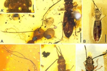 缅甸琥珀揭示扁甲类甲虫雌雄异型的早期演化
