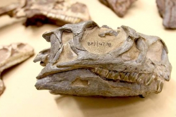 南非博物馆化石被误认为大椎龙30年 重新研究确认为新品种恐龙“Ngwevu intloko”