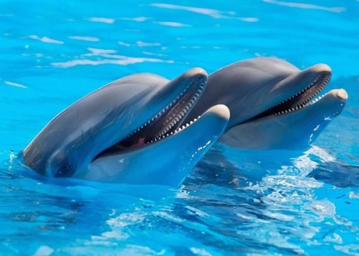 最新研究发现海豚喜欢选择与自己有同样兴趣爱好的同类做朋友