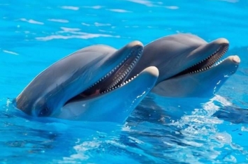 最新研究发现海豚喜欢选择与自己有同样兴趣爱好的同类做朋友