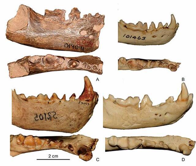 《历史生物学》：耶鲁大学Peabody博物馆馆藏南亚印度熊及其他犬形亚目化石研究新进展