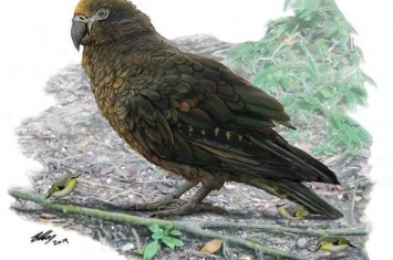 新西兰发现1900万年前巨型鹦鹉Heracles inexpectatus遗骸化石
