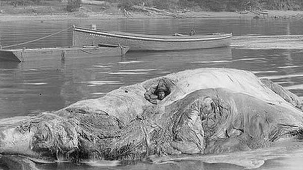 澳大利亚19世纪一度流行过风湿病偏方鲸尸疗法