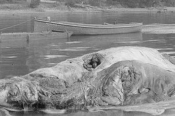 澳大利亚19世纪一度流行过风湿病偏方鲸尸疗法