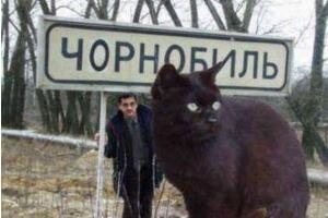 乌克兰巨猫angie是真的吗，因核辐射变异的世界第一巨猫(谣言)