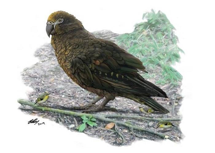 新西兰南岛发现1900万年前巨型鹦鹉Heracles inexpectatus化石 1米高会食同类