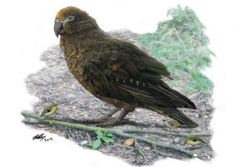新西兰南岛发现1900万年前巨型鹦鹉Heracles inexpectatus化石 1米高会食同类