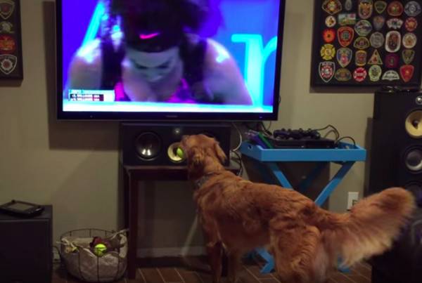 黄金猎犬Georges是网球迷 咬着网球电视机前兴奋看球赛