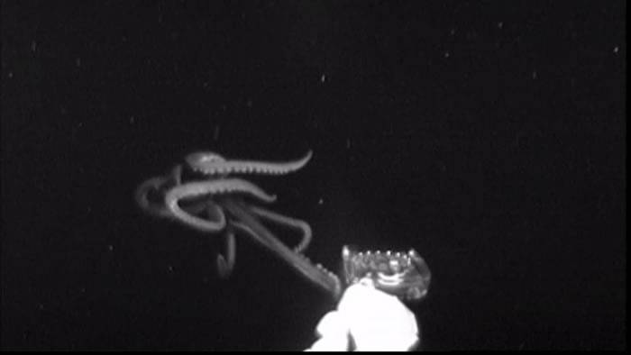 美国国家海洋及大气总署深海考察队在墨西哥湾拍摄到深海巨乌贼 半小时后竟遭雷击