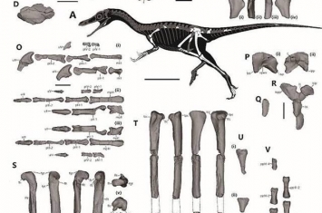 “谜一样的恐龙”！侏罗纪阿尔瓦雷斯龙类一新属种——意外石树沟爪龙