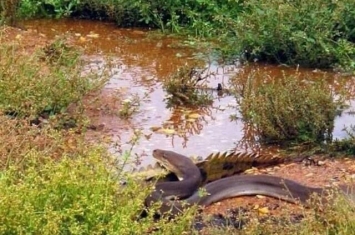 澳洲昆士兰橄榄蟒吞食淡水鳄