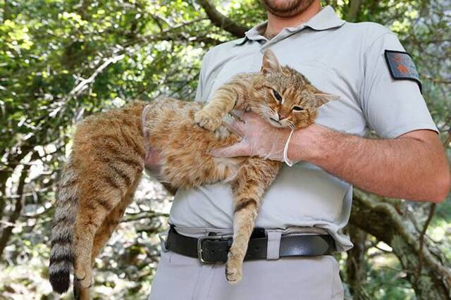 法国科西嘉岛发现了一个潜在的新物种——猫狸