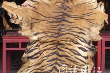 广东徐闻县城东关武术馆60多年历史老虎皮诉说一段特殊的虎患历史