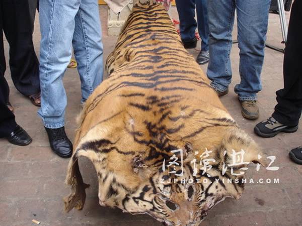 广东徐闻县城东关武术馆60多年历史老虎皮诉说一段特殊的虎患历史