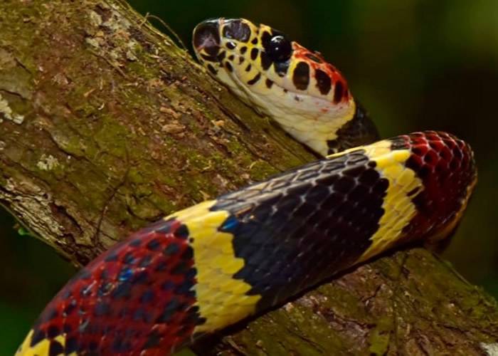 洪都拉斯雨林“失落的猴神之城”发现3个罕有物种：假树珊瑚蛇、虎甲虫和白面蝙蝠