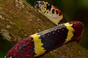 洪都拉斯雨林“失落的猴神之城”发现3个罕有物种：假树珊瑚蛇、虎甲虫和白面蝙蝠