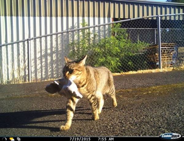 美国俄勒冈州警长家中的宠物猫Tigger居然是“惯偷”