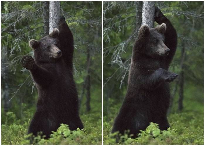 跳钢管舞？芬兰棕熊磨擦树干消背痒似打招呼
