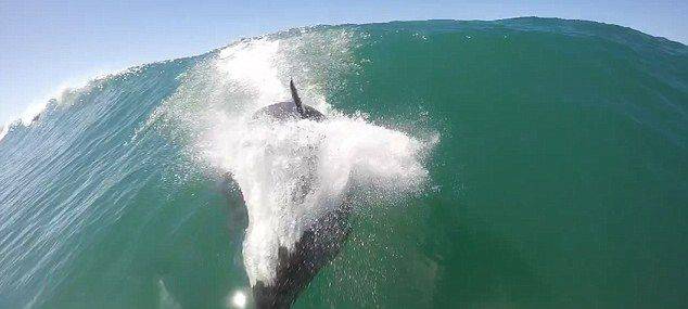 美国男子在加利福尼亚州赫莫萨海滩划桨冲浪时险遇海豚迎面袭击