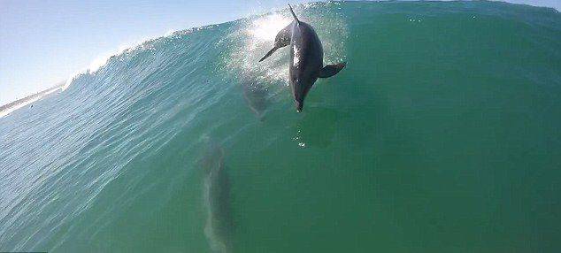 美国男子在加利福尼亚州赫莫萨海滩划桨冲浪时险遇海豚迎面袭击