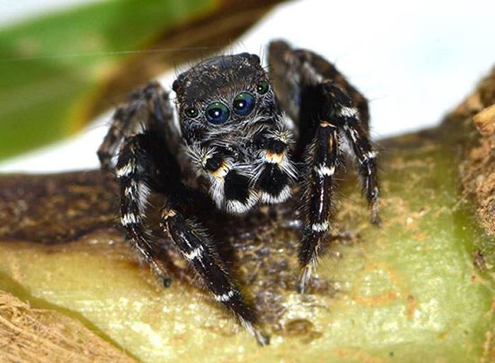 澳大利亚新蜘蛛“Jotus karllagerfeldi”纪念老佛爷卡尔·拉格斐（Karl Lagerfeld）