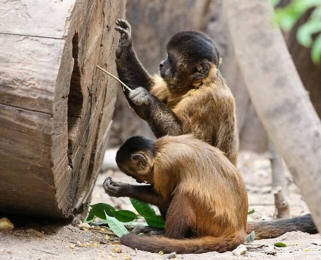 巴西卡皮瓦拉山国家公园这些卷尾猴在3000年前已迈入自己的“石器时代”