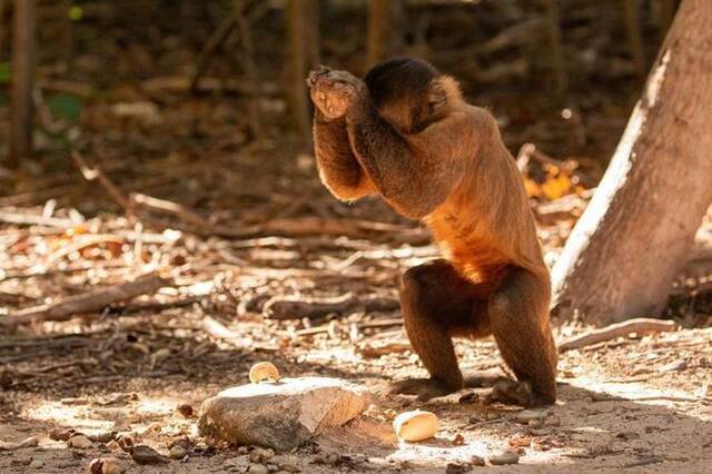 巴西卡皮瓦拉山国家公园这些卷尾猴在3000年前已迈入自己的“石器时代”