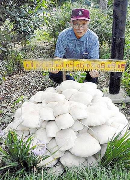 日本琦玉县久喜市神社内出现直径达1.2米巨型蘑菇