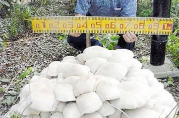 日本琦玉县久喜市神社内出现直径达1.2米巨型蘑菇