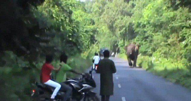 印度野象在公路上散步被摩托车打扰发起攻击