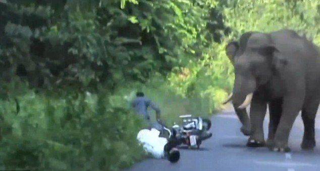 印度野象在公路上散步被摩托车打扰发起攻击
