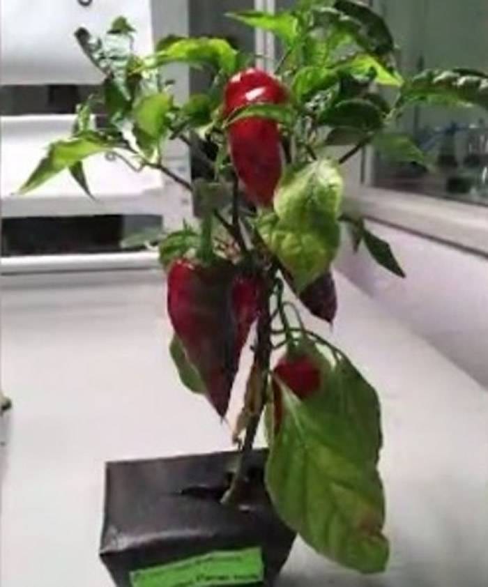 NASA拟于国际空间站试种辣椒 为登陆火星铺路