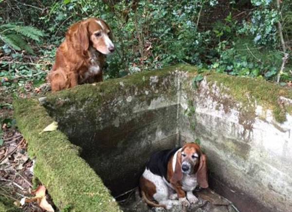 美国华盛顿州瓦逊岛狗狗守在被困同伴旁一周终被营救