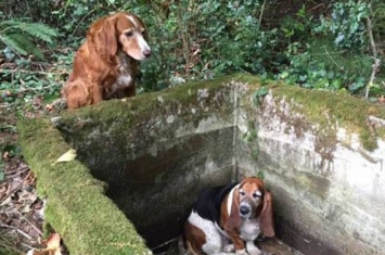 美国华盛顿州瓦逊岛狗狗守在被困同伴旁一周终被营救